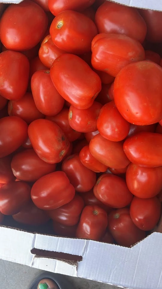 Fresh Tomatoes - 25lb Box - photo 3