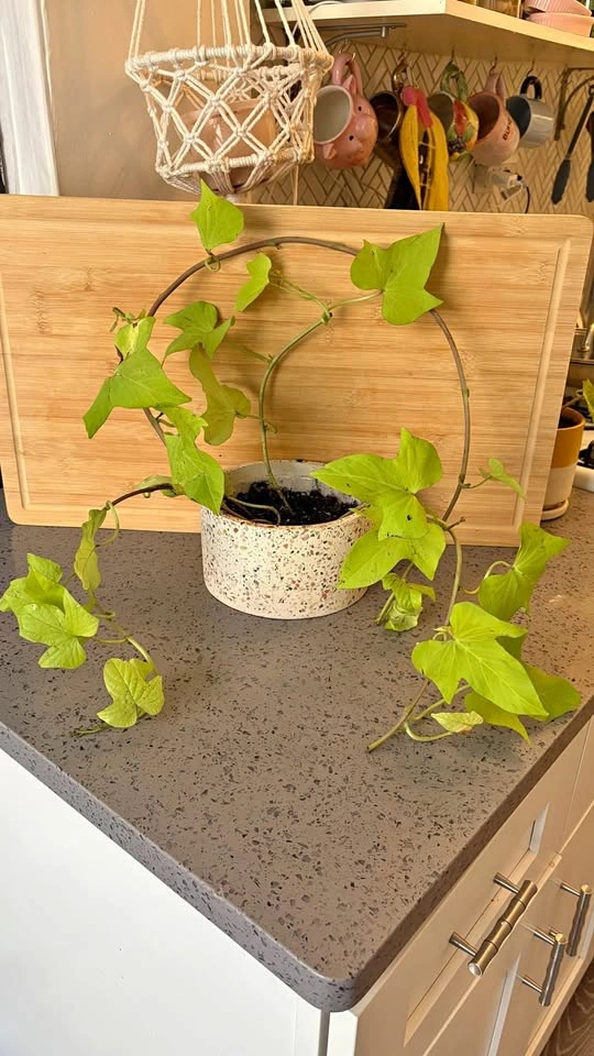 Sweet potato vine and pot