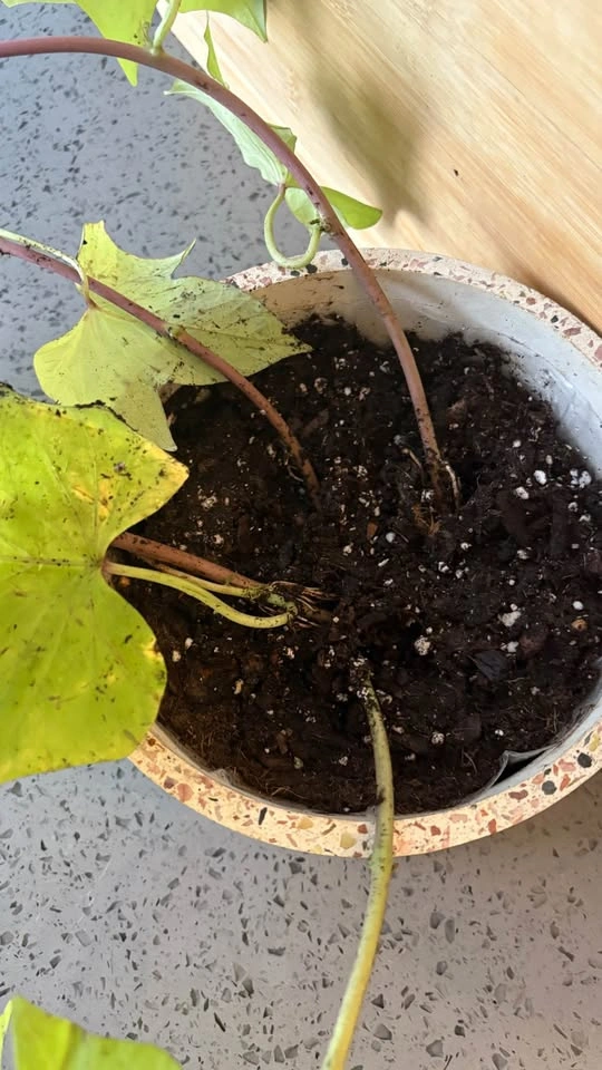 Sweet potato vine and pot - photo 2