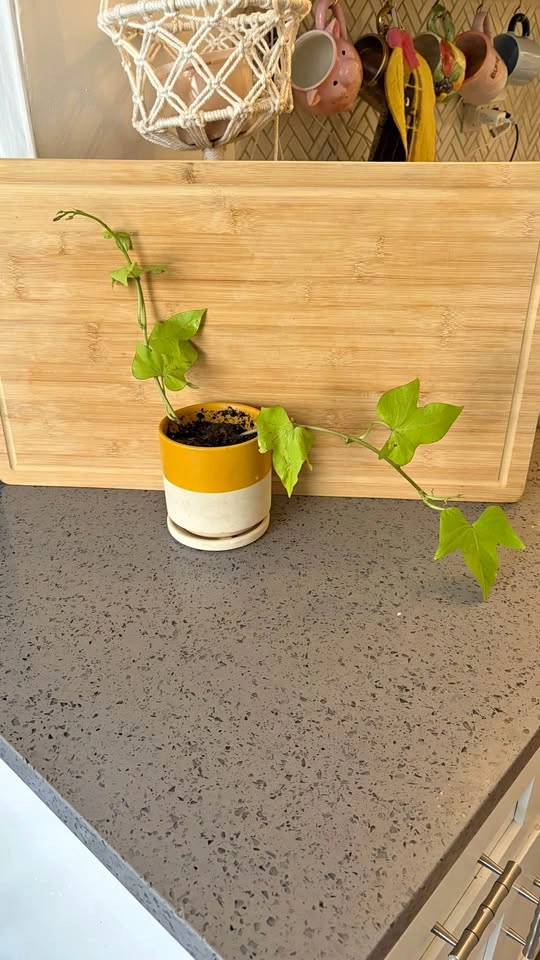 Sweet potato vine plant and pot!