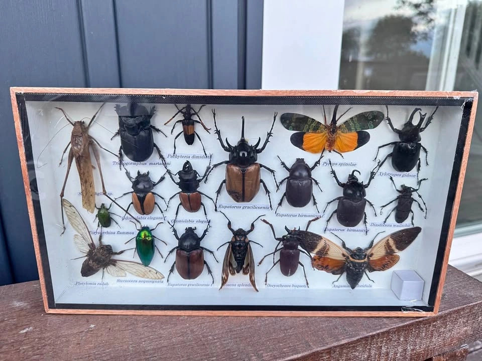 Beautiful Vintage Insect Specimen Display