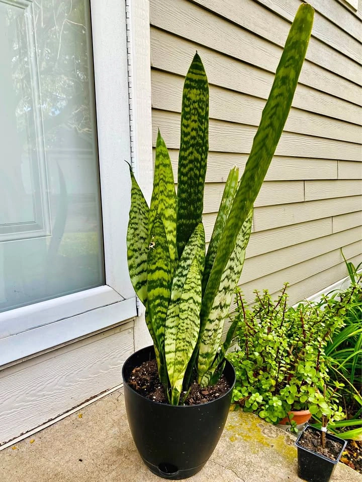 Snake plant, ~3’ tall