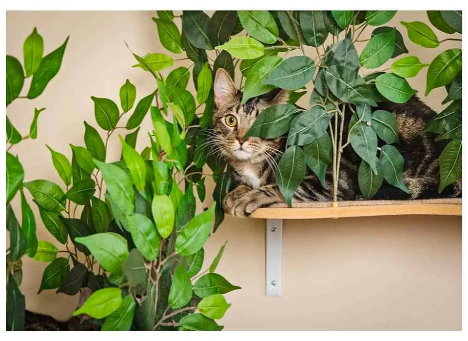 Cat Canopy- Shelves for Climbing, Playing, Set of 2