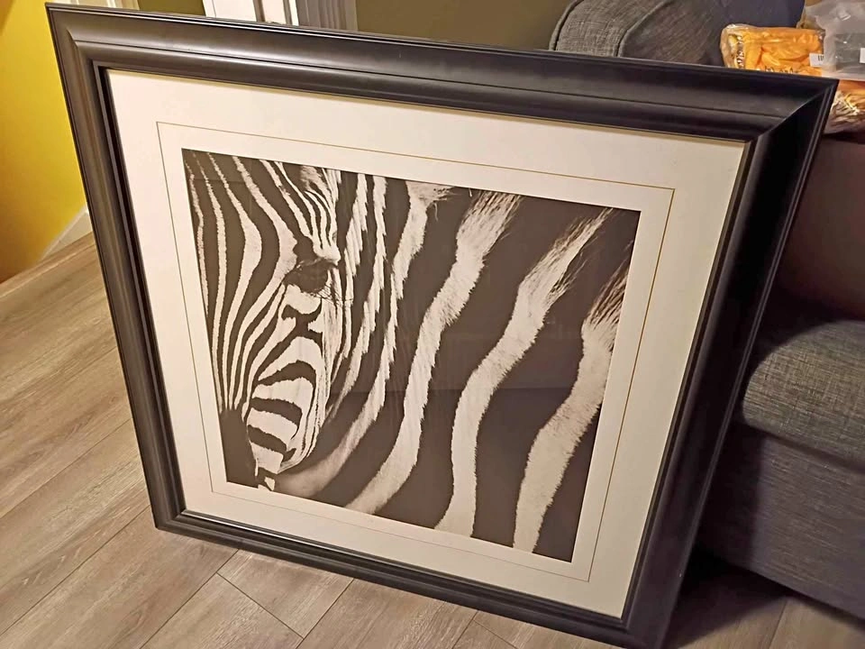 Zebra framed print large