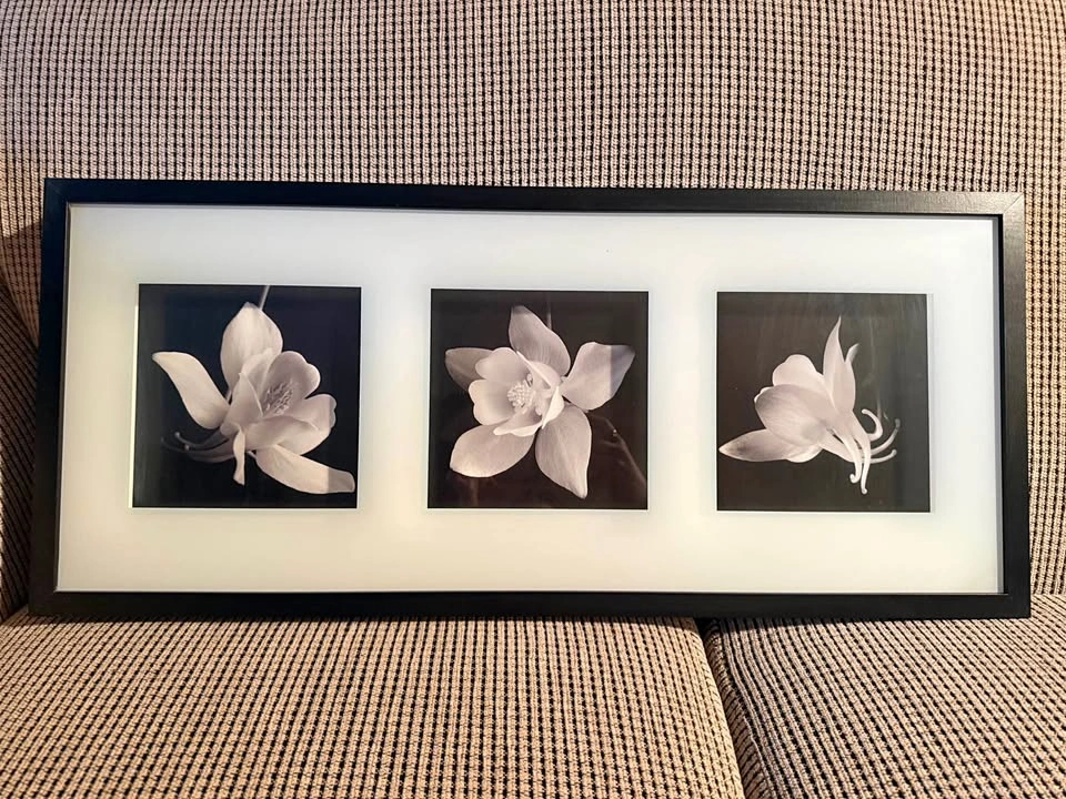 Black and white flower picture