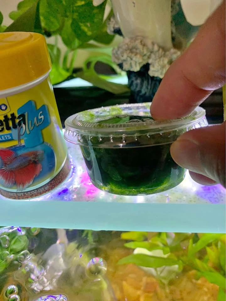 Aquarium plant Christmas moss and red rooters stem plants