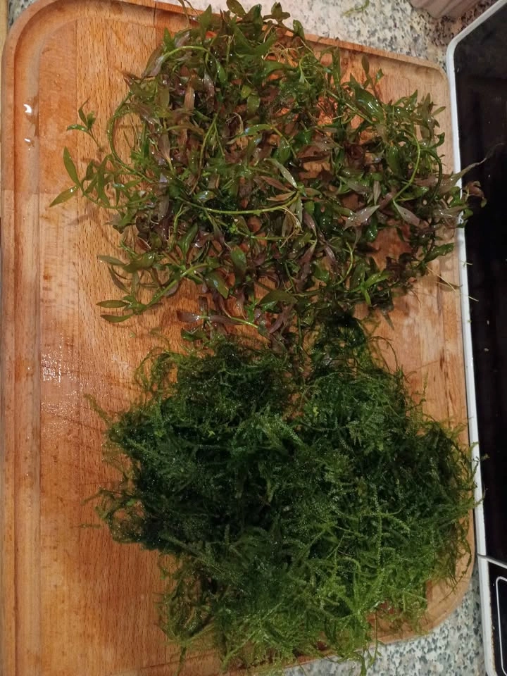 Aquarium plant Christmas moss and red rooters stem plants - photo 4