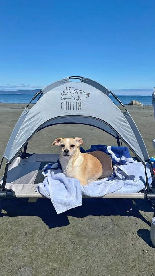 Off the ground tent for pets