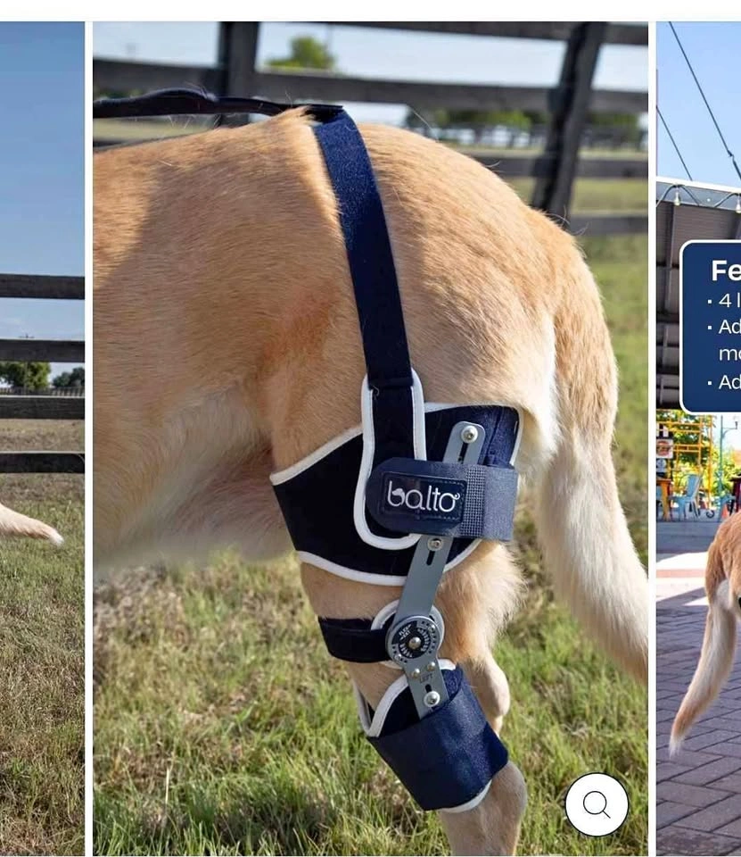 Balto Dog Leg Brace + Extra Brace