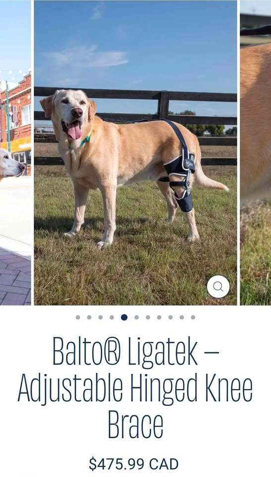 Balto Dog Leg Brace + Extra Brace - photo 2