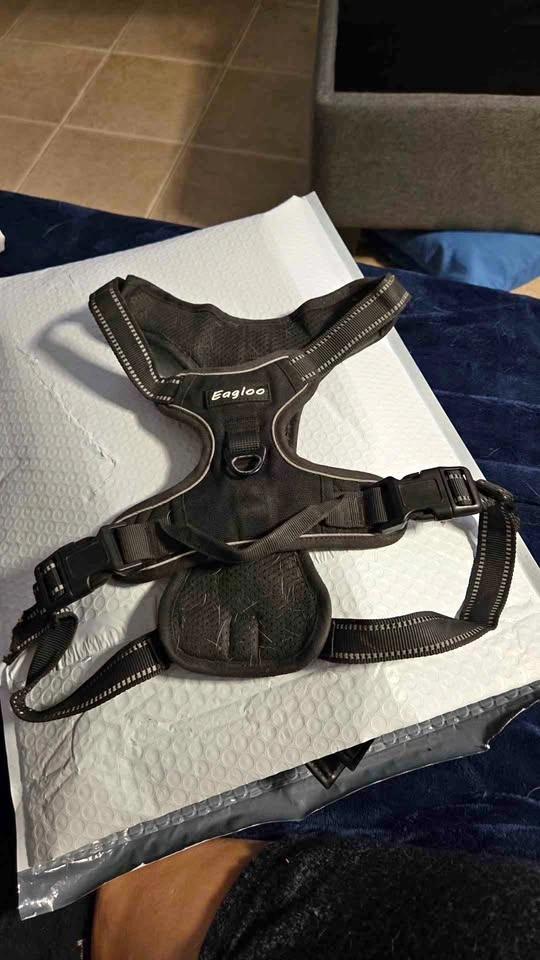 Eagles dog harness