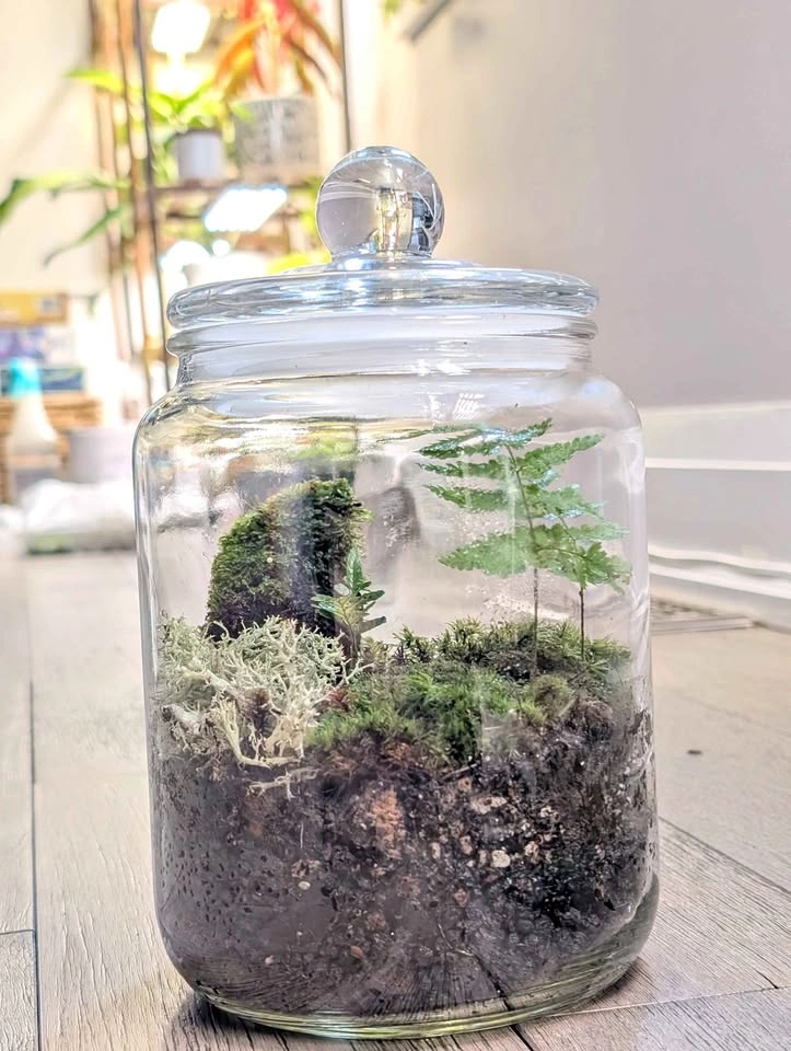 Terrarium in Glass Jar - Algonquin nature