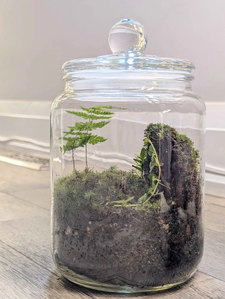 Terrarium in Glass Jar - Algonquin nature - photo 3