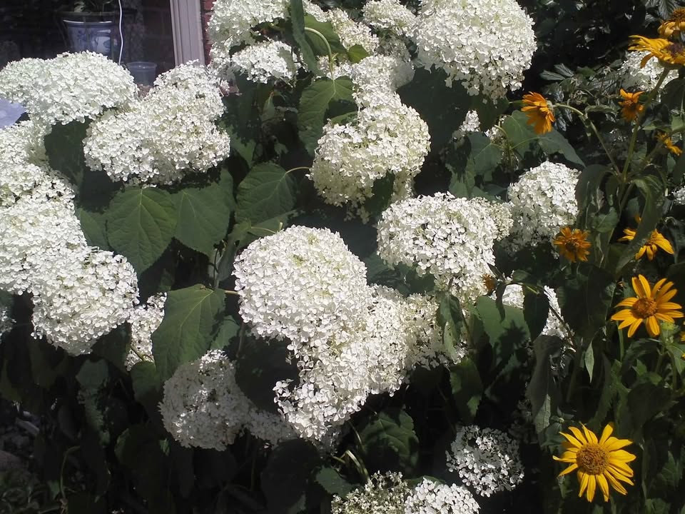 Panasonic HM-TA1 pocket camcorder/camera - photo 5