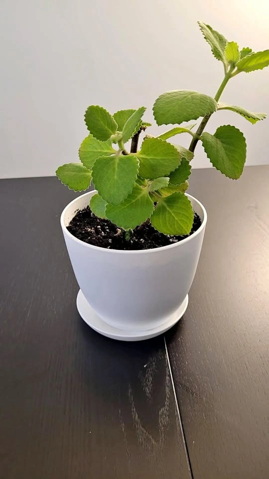 Mature Cuban Oregano Plant in White Pot with Saucer
