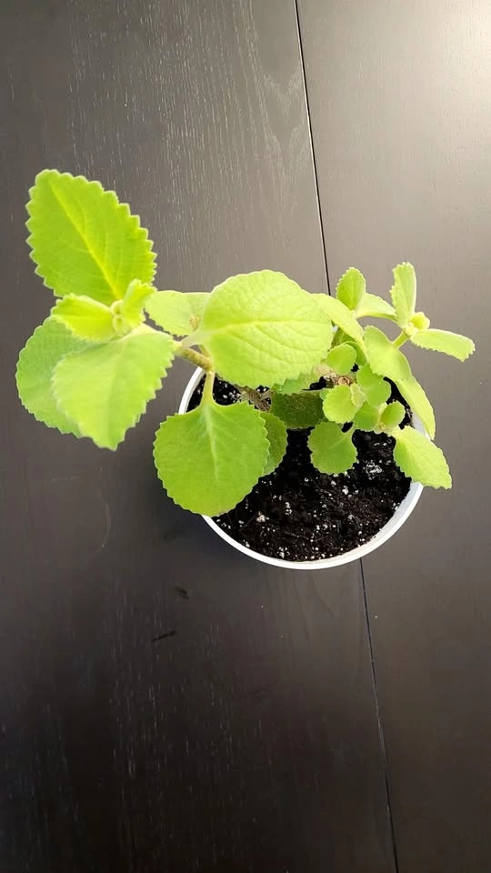 Mature Cuban Oregano Plant in White Pot with Saucer - photo 2