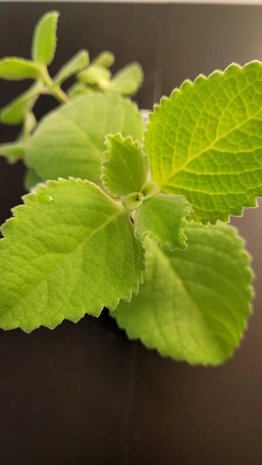 Mature Cuban Oregano Plant in White Pot with Saucer - photo 3