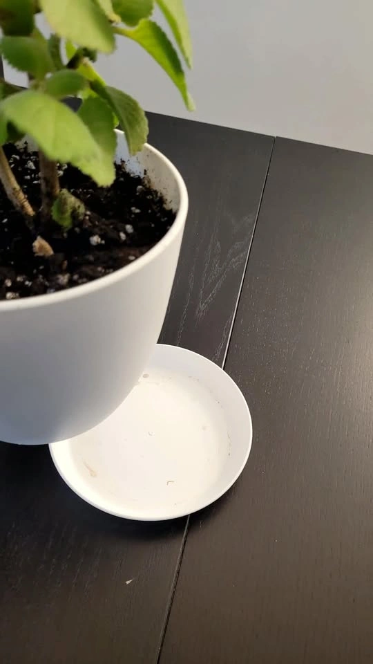 Mature Cuban Oregano Plant in White Pot with Saucer - photo 4