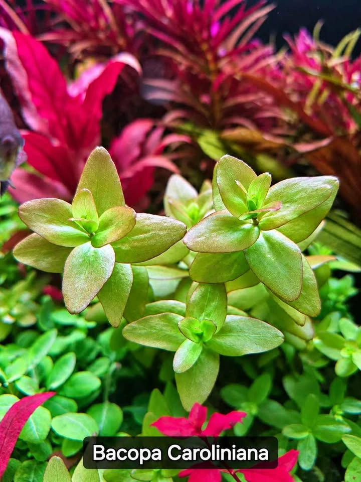 Aquarium Plant Bundle - $50 - photo 2