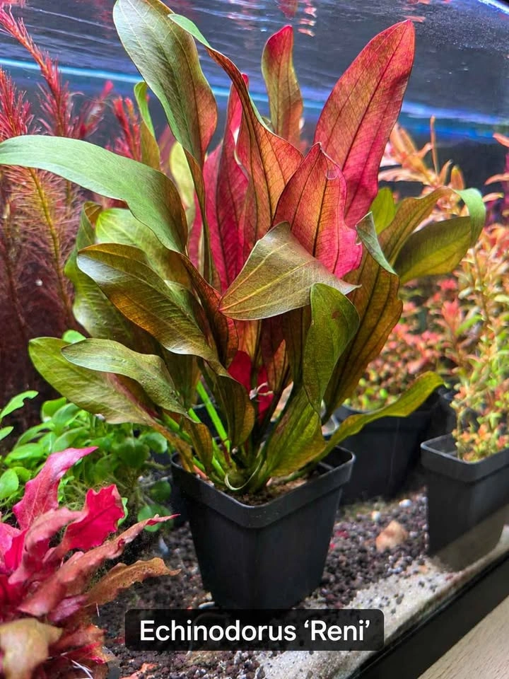 Aquarium Plant Bundle - $50 - photo 3