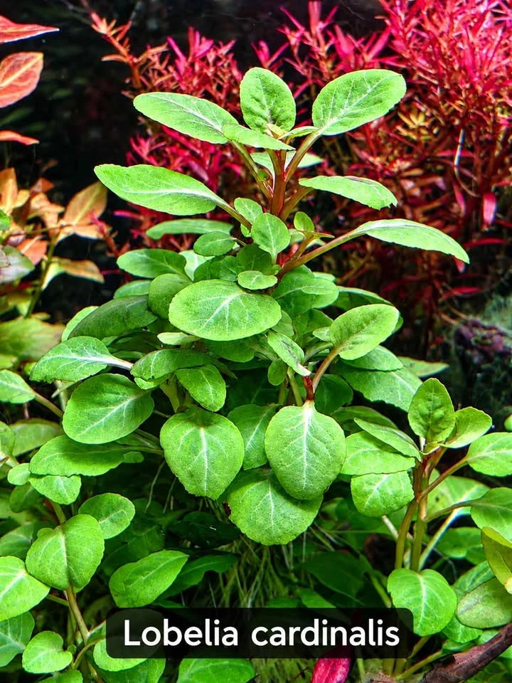 Aquarium Plant Bundle - $50 - photo 4