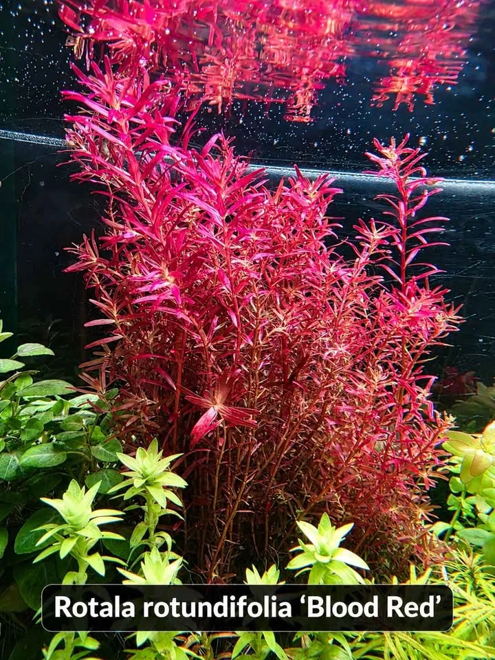 Aquarium Plant Bundle - $50 - photo 5