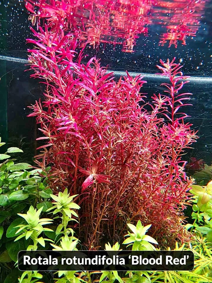 Rotala rotundifolia ‘Blood Red’ – $10/Bunch