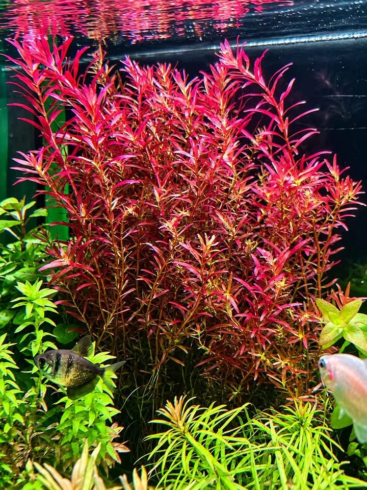 Rotala rotundifolia ‘Blood Red’ – $10/Bunch - photo 2
