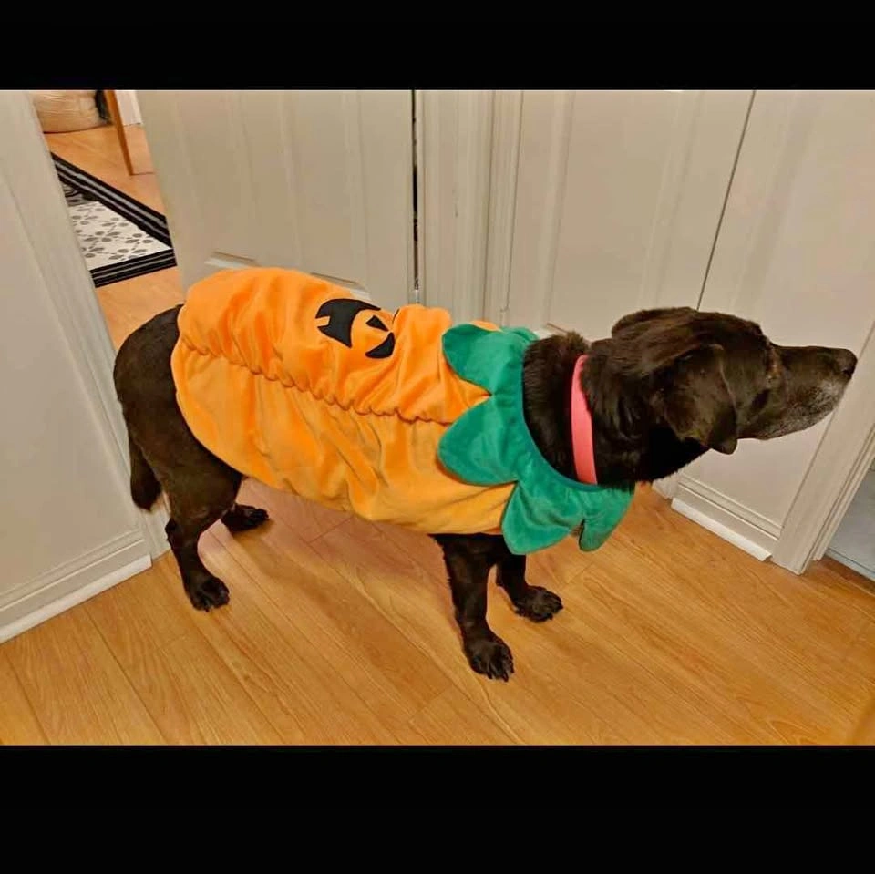 Pumpkin Halloween Dog Costume (large)