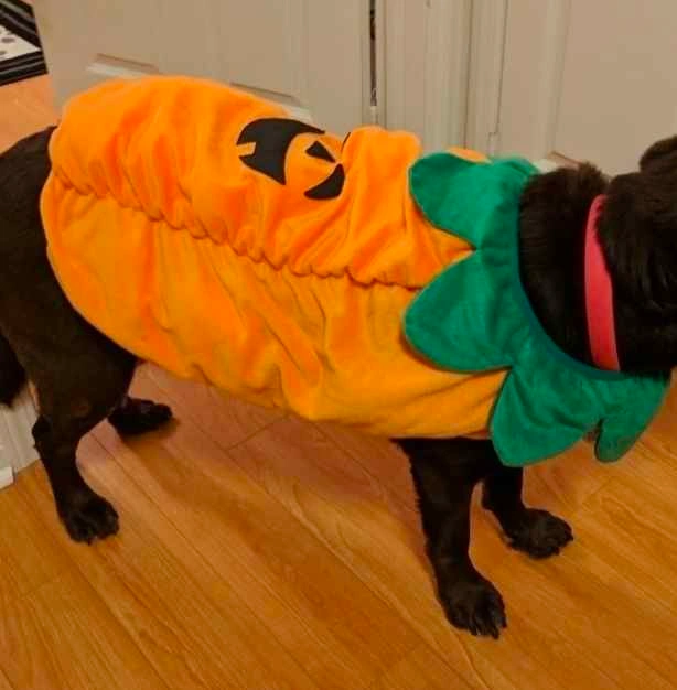 Pumpkin Halloween Dog Costume (large) - photo 2