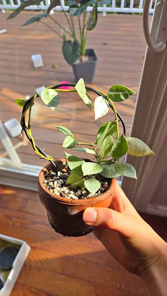 Hoya Krohniana Silver on Trellis