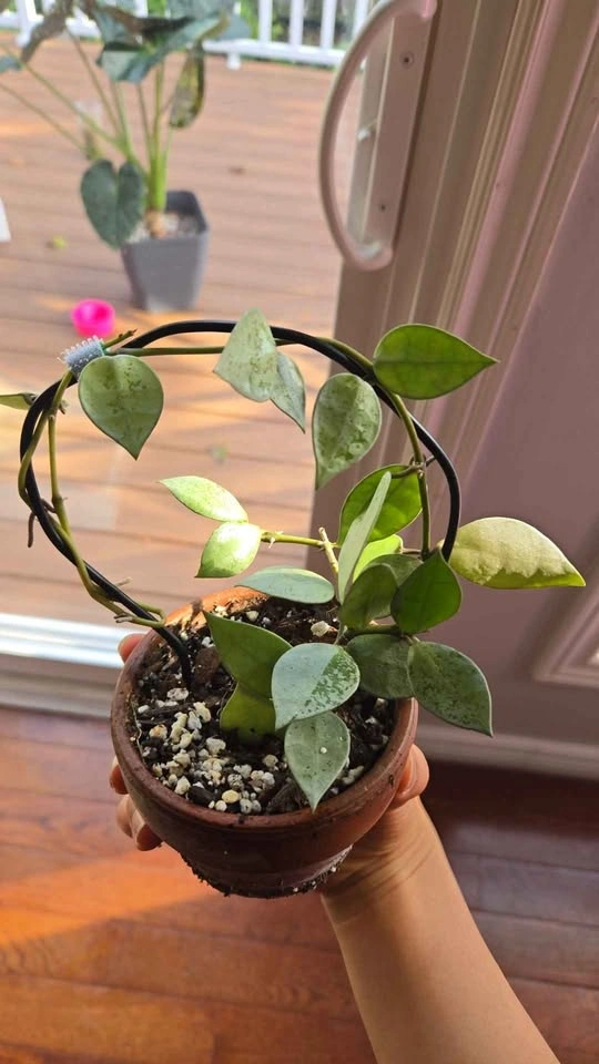 Hoya Krohniana Silver on Trellis - photo 2
