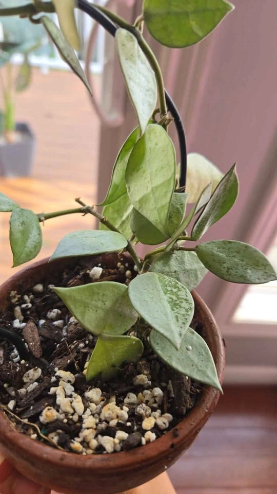Hoya Krohniana Silver on Trellis - photo 3