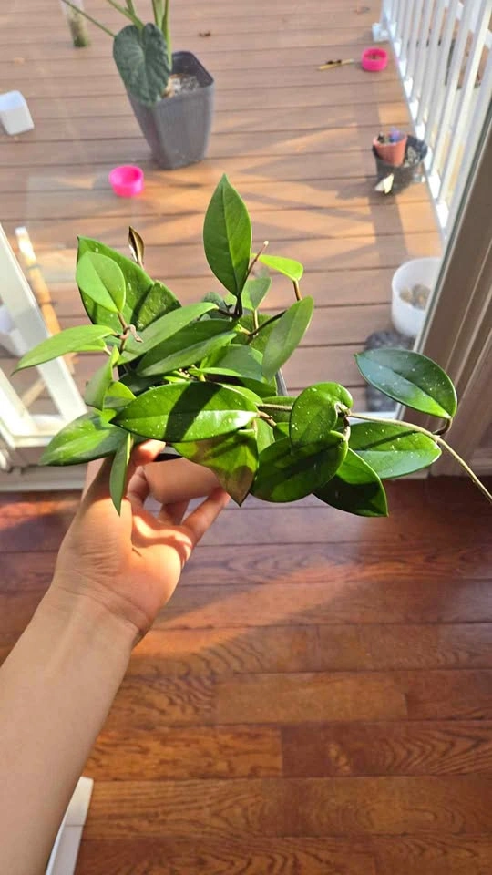 Hoya Carnosa Houseplant