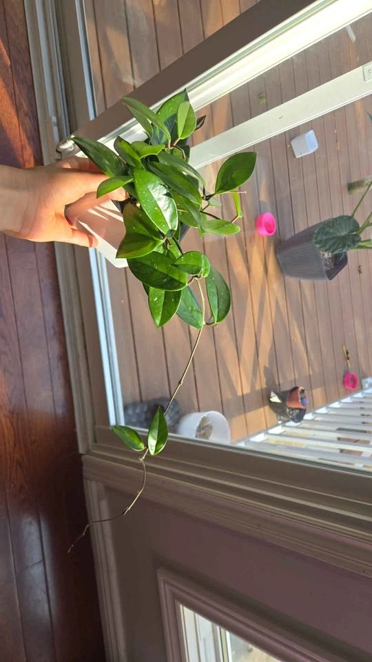Hoya Carnosa Houseplant - photo 2