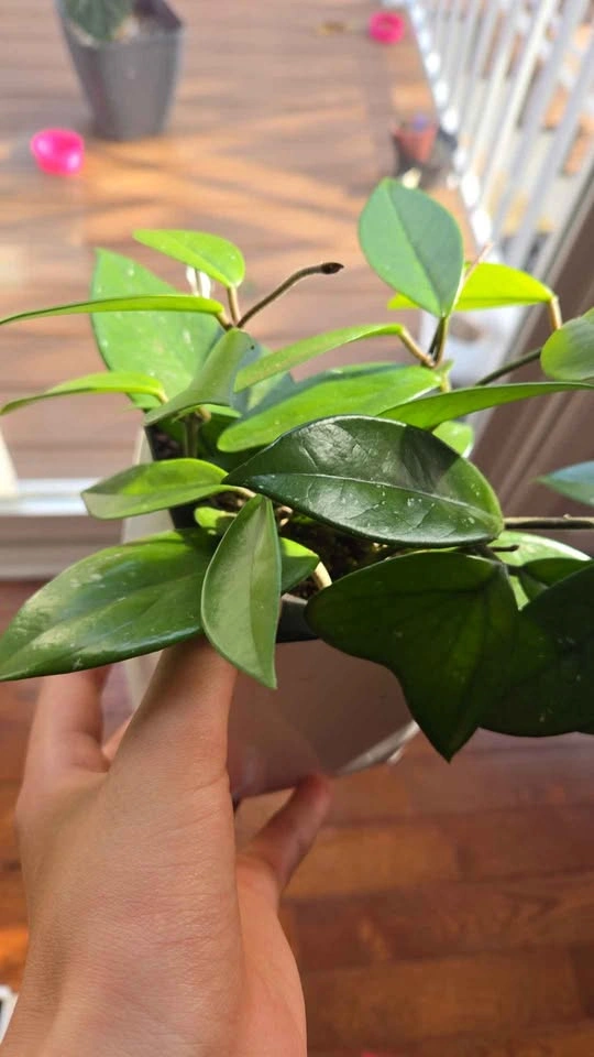 Hoya Carnosa Houseplant - photo 3