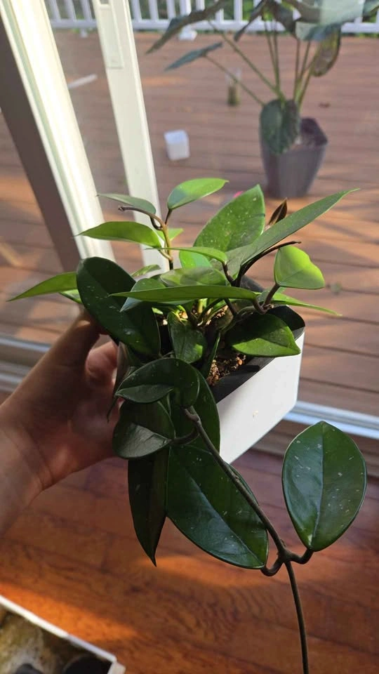 Hoya Carnosa Houseplant - photo 4