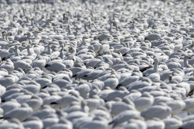Goose Decoys