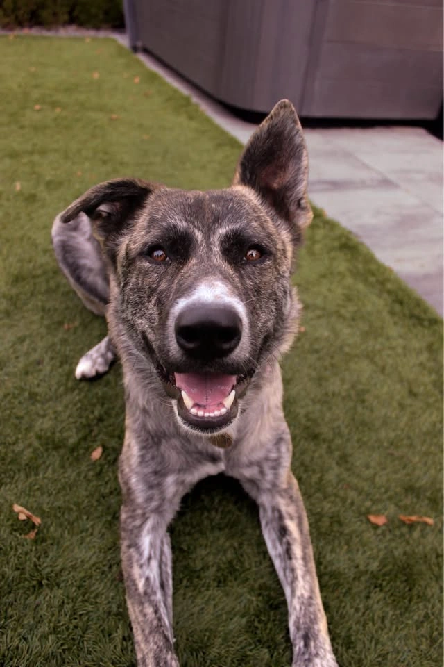 Dog photos - photo 2