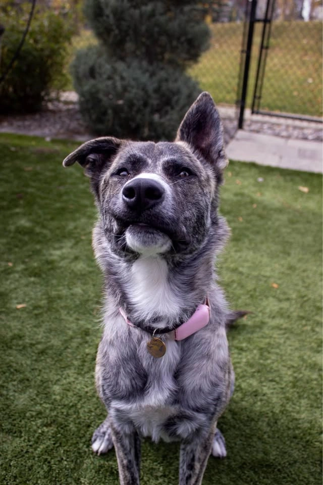 Dog photos - photo 4