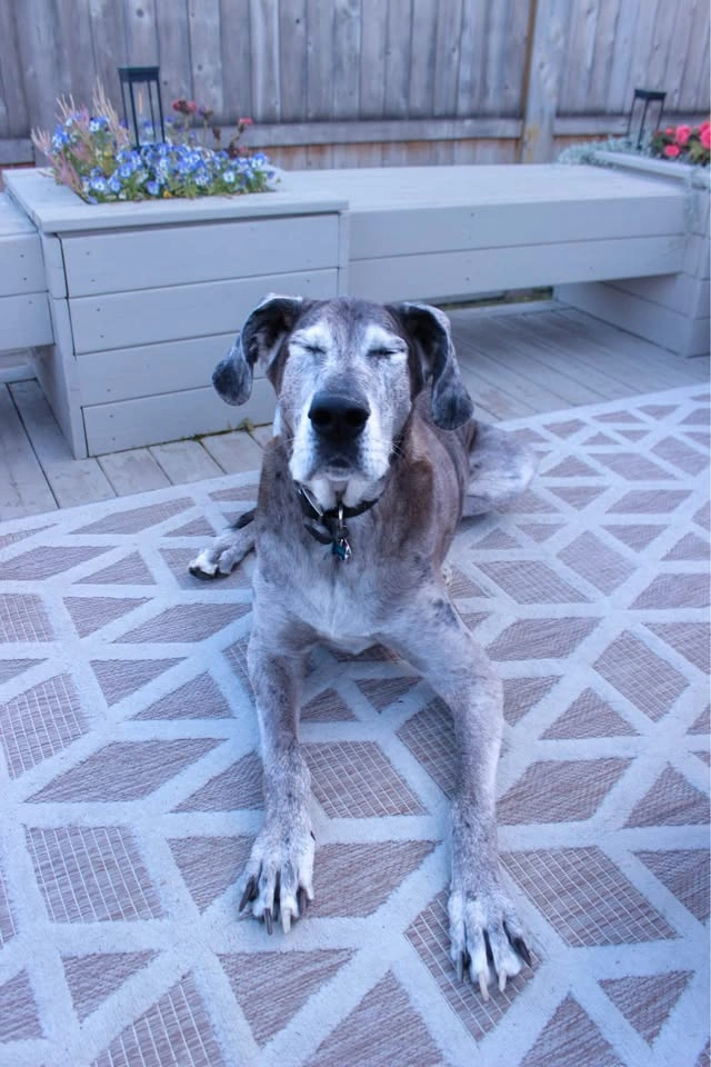 Dog photos - photo 5