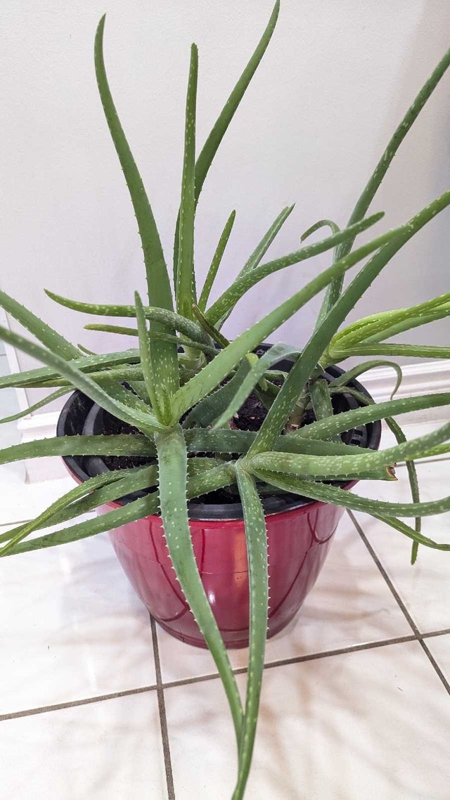 Aloe Vera Plant