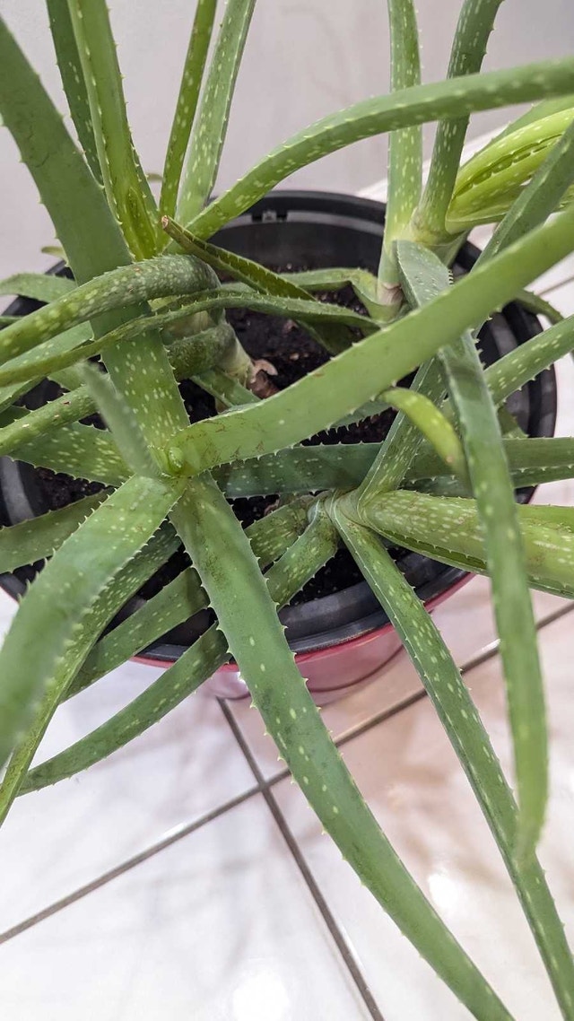 Aloe Vera Plant - photo 2