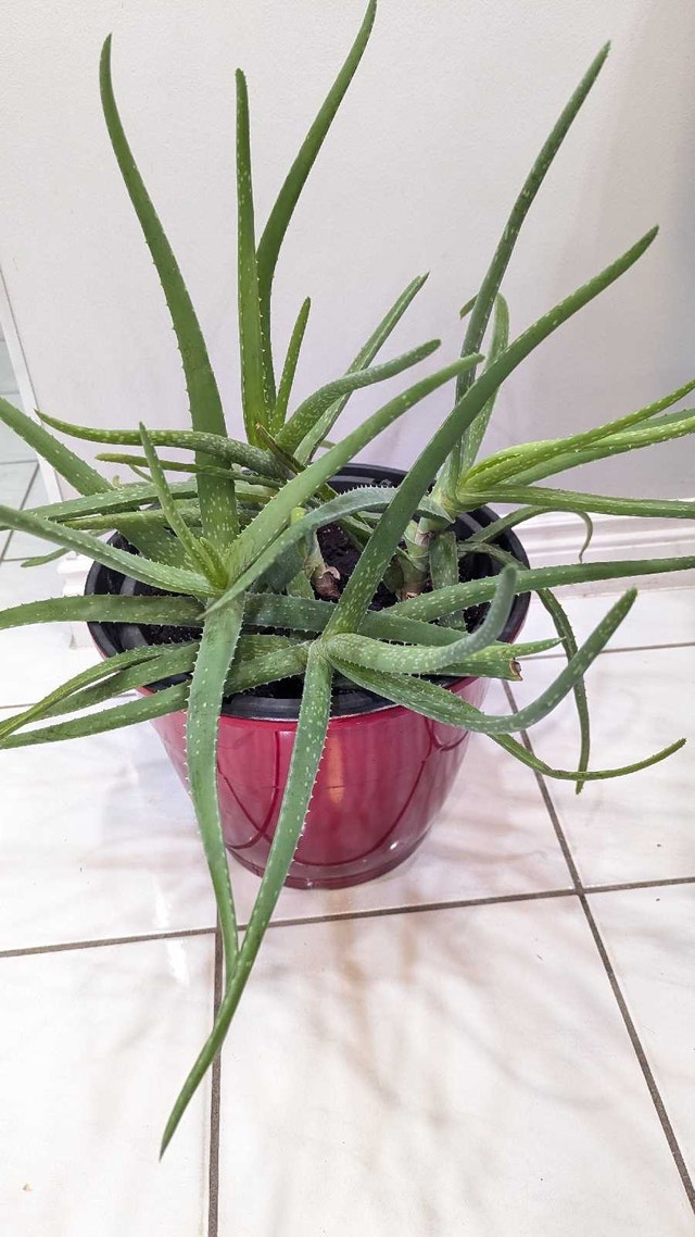 Aloe Vera Plant - photo 3