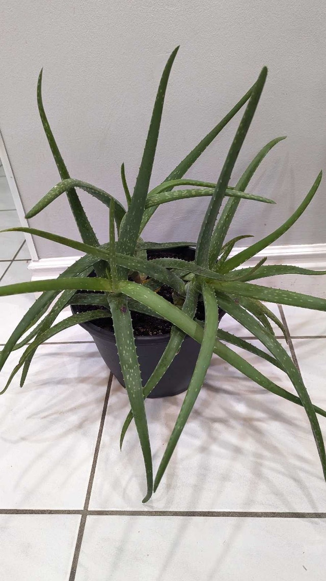 Aloe Vera Plant