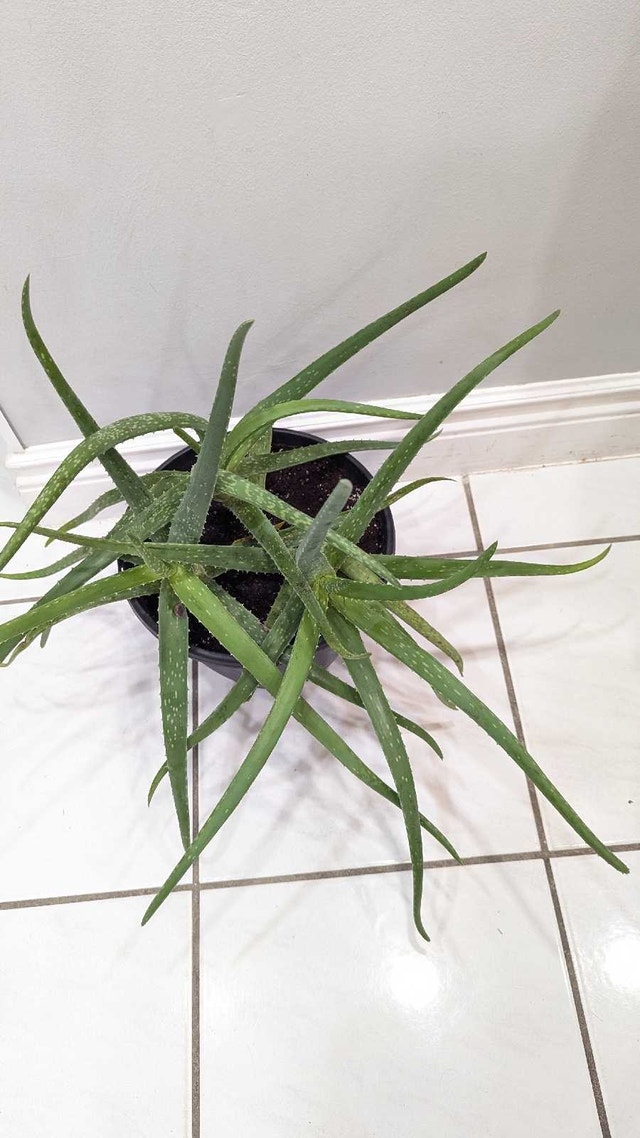 Aloe Vera Plant - photo 2