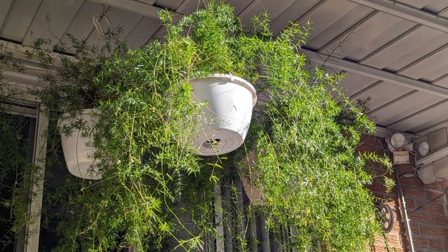 Asparagus Fern