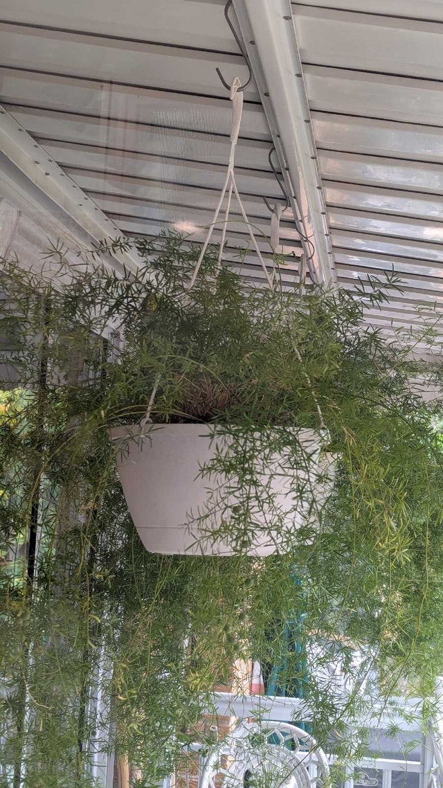 Asparagus Fern - photo 2