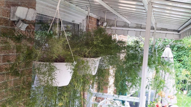 Asparagus Fern - photo 3
