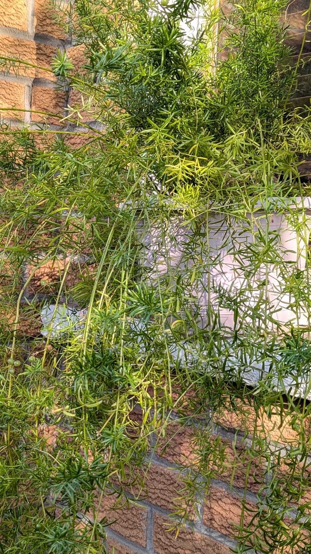 Asparagus Fern - photo 4
